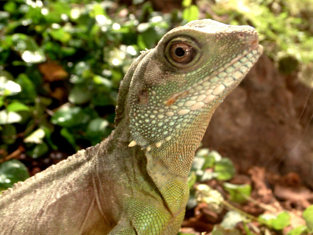 Schmetterlingshaus_Bild_Wasseragame Helle_Fouad Vollmer Werbeagentur