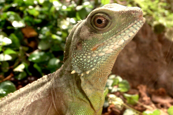Schmetterlingshaus_Bild_Wasseragame Helle_Fouad Vollmer Werbeagentur