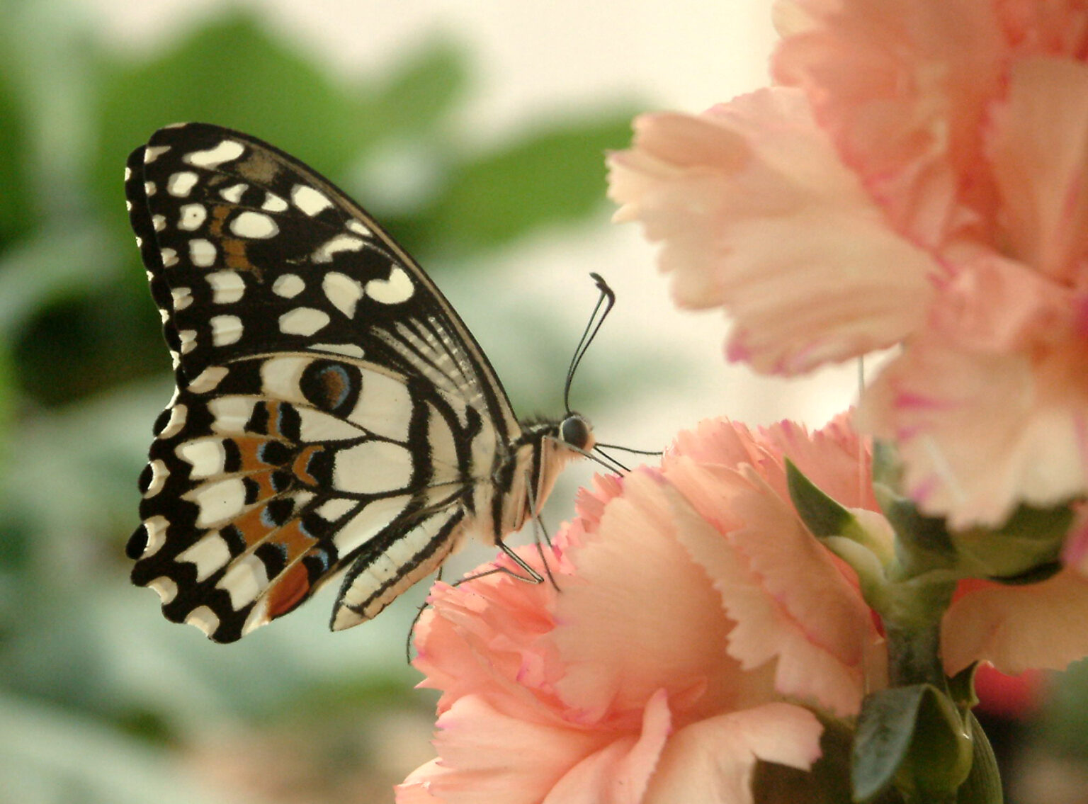 Schmetterlingshaus_Bild Helle_Fouad Vollmer Werbeagentur